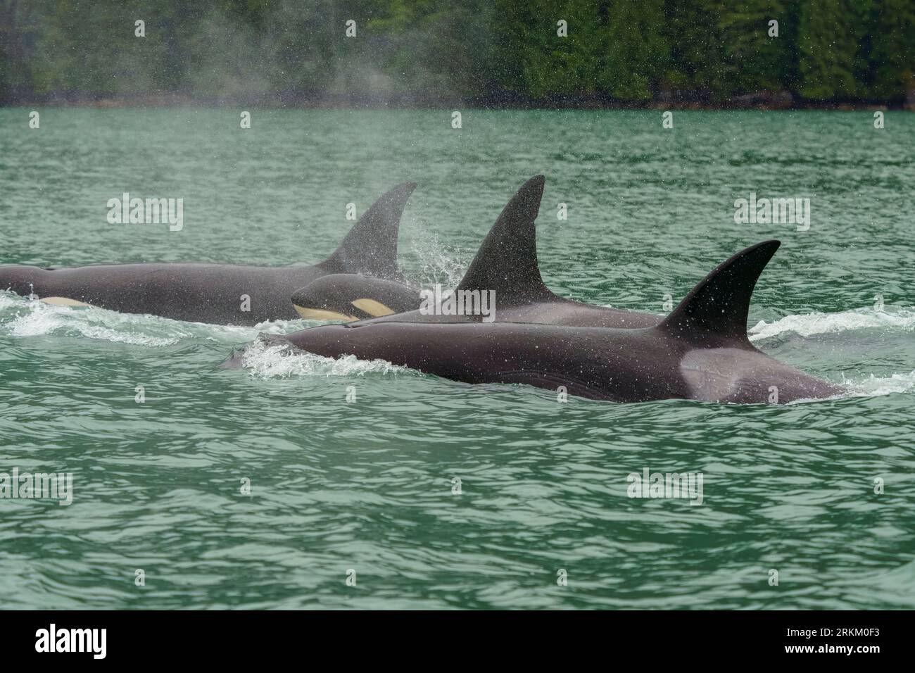 Baleine tueuse de Biggs (Orcinus orca), T046B voyageant à Knight Inlet, territoire des Premières nations, Territoires traditionnels des Kwakwaka'wakw Banque D'Images