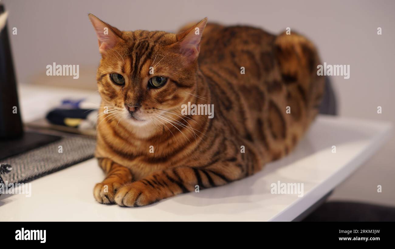 Beau chat bengal sur une table blanche qui semble un peu inquiet. Banque D'Images