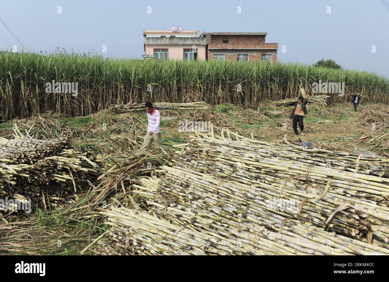 Bildnummer : 56482357 Datum : 25.11.2011 Copyright : imago/Xinhua (111126) -- LUOCHENG, 26 novembre 2011 (Xinhua) -- les agriculteurs transportent les cannes à sucre récoltées dans le village de Shoushan, comté de luocheng, région autonome de Guangxi Zhuang, sud de la Chine, 25 novembre 2011. Guangxi, le plus grand producteur de sucre de Chine, devrait produire sept millions de tonnes métriques de sucre cette année. (Xinhua/Wei Rudai) (lfj) CHINA-GUANGXI-SUGAR PRODUCTION (CN) PUBLICATIONxNOTxINxCHN Wirtschaft Landwirtschaft Zuckerrohr Ernte xda x0x 2011 quer 56482357 Date 25 11 2011 Copyright Imago XINHUA LUOCHENG nov 26 2011 XINHUA Farmer Banque D'Images
