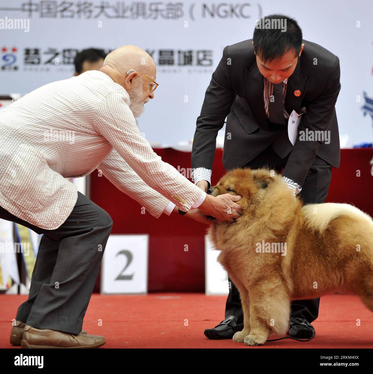 Bildnummer : 56516590 Datum : 27.11.2011 Copyright : imago/Xinhua (111127) -- NANNING, 27 novembre 2011 (Xinhua) -- Un arbitre examine un chien lors du 126e-127e AKC Global Services-NGKC (Guangxi) Champion Show à Nanning, capitale de la région autonome de Guangxi Zhuang du sud de la Chine, le 27 novembre 2011. Au total, 138 chiens de différentes races de toute la Chine, y compris Hong Kong, Macao et Taiwan, participent au 126e-127e salon des champions AKC Global Services-NGKC (Guangxi) à Nanning. Le spectacle est un événement de haut niveau visant à évaluer les chiens conformément aux normes de race de l'American Kennel Club Banque D'Images