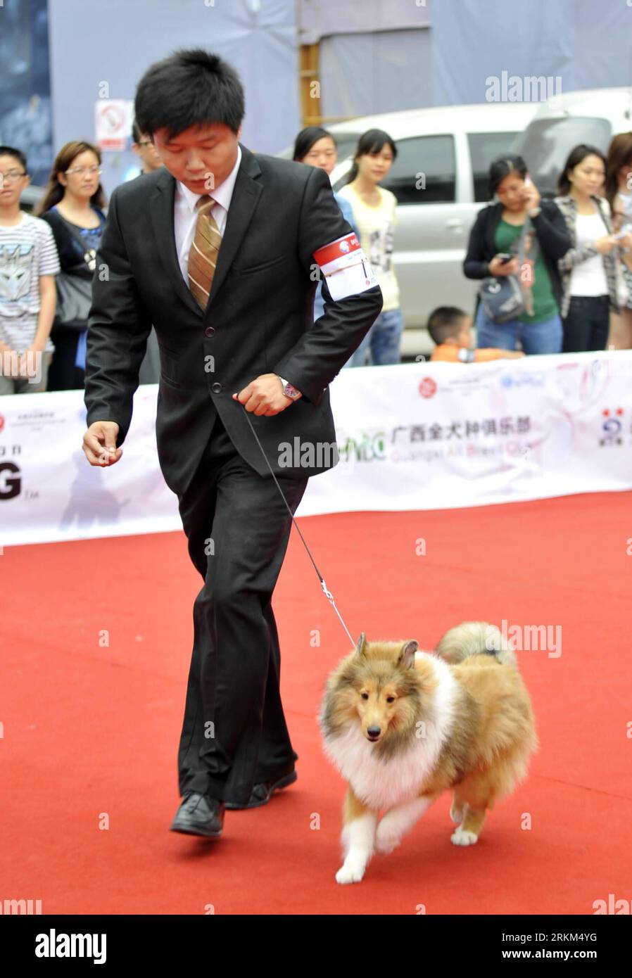 Bildnummer : 56516599 Datum : 27.11.2011 Copyright : imago/Xinhua (111127) -- NANNING, 27 novembre 2011 (Xinhua) -- Un chien se produit lors du 126e-127e AKC Global Services-NGKC (Guangxi) Champion Show à Nanning, capitale de la région autonome de Guangxi Zhuang du sud de la Chine, le 27 novembre 2011. Au total, 138 chiens de différentes races de toute la Chine, y compris Hong Kong, Macao et Taiwan, participent au 126e-127e salon des champions AKC Global Services-NGKC (Guangxi) à Nanning. Le spectacle est un événement de haut niveau visant à évaluer les chiens conformément aux normes de race de l'American Kennel Club (AKC). (Xi Banque D'Images