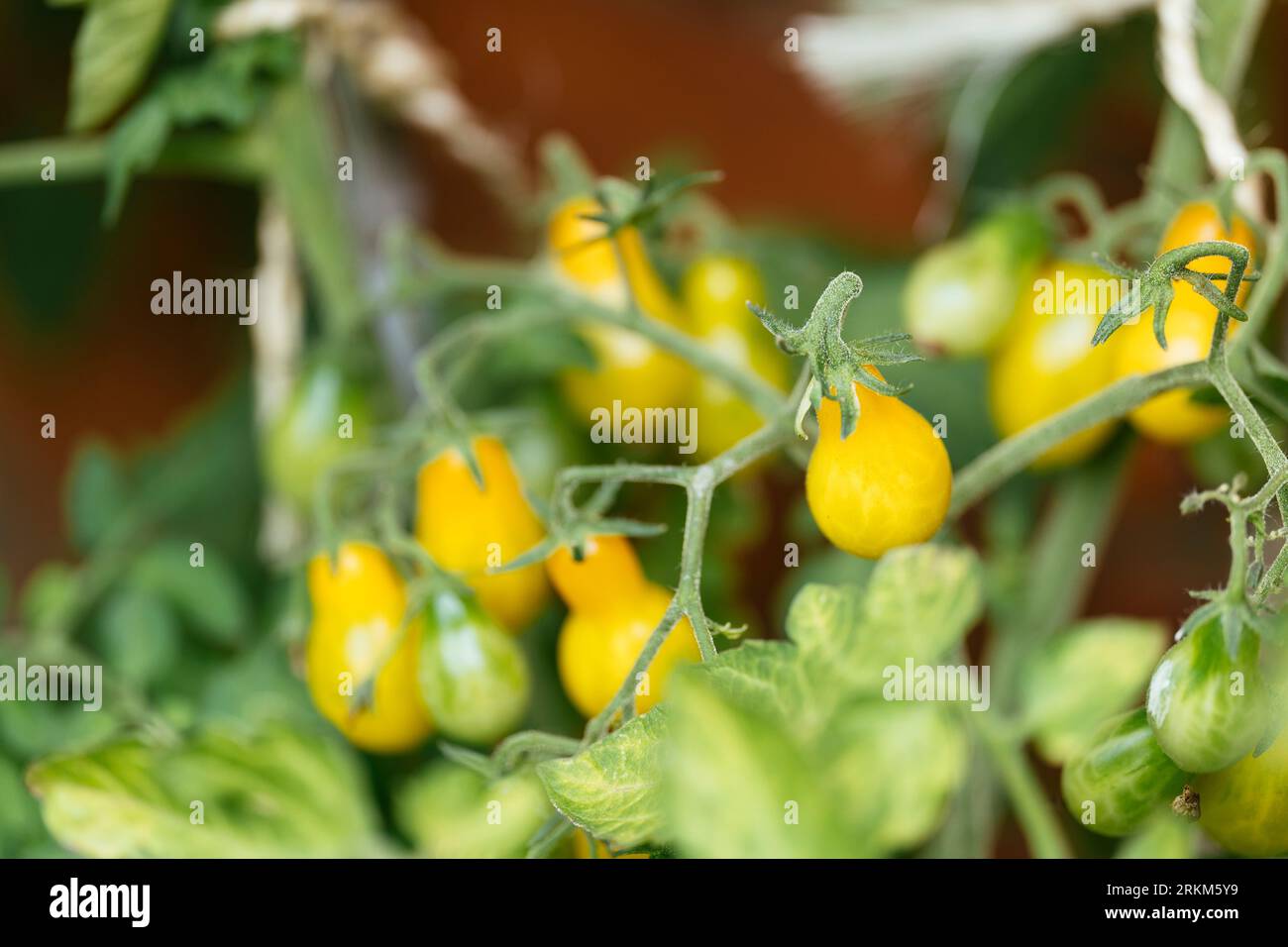 Ancienne variété de tomates cerises 'Dattelwein' en forme de poire allemande. Banque D'Images