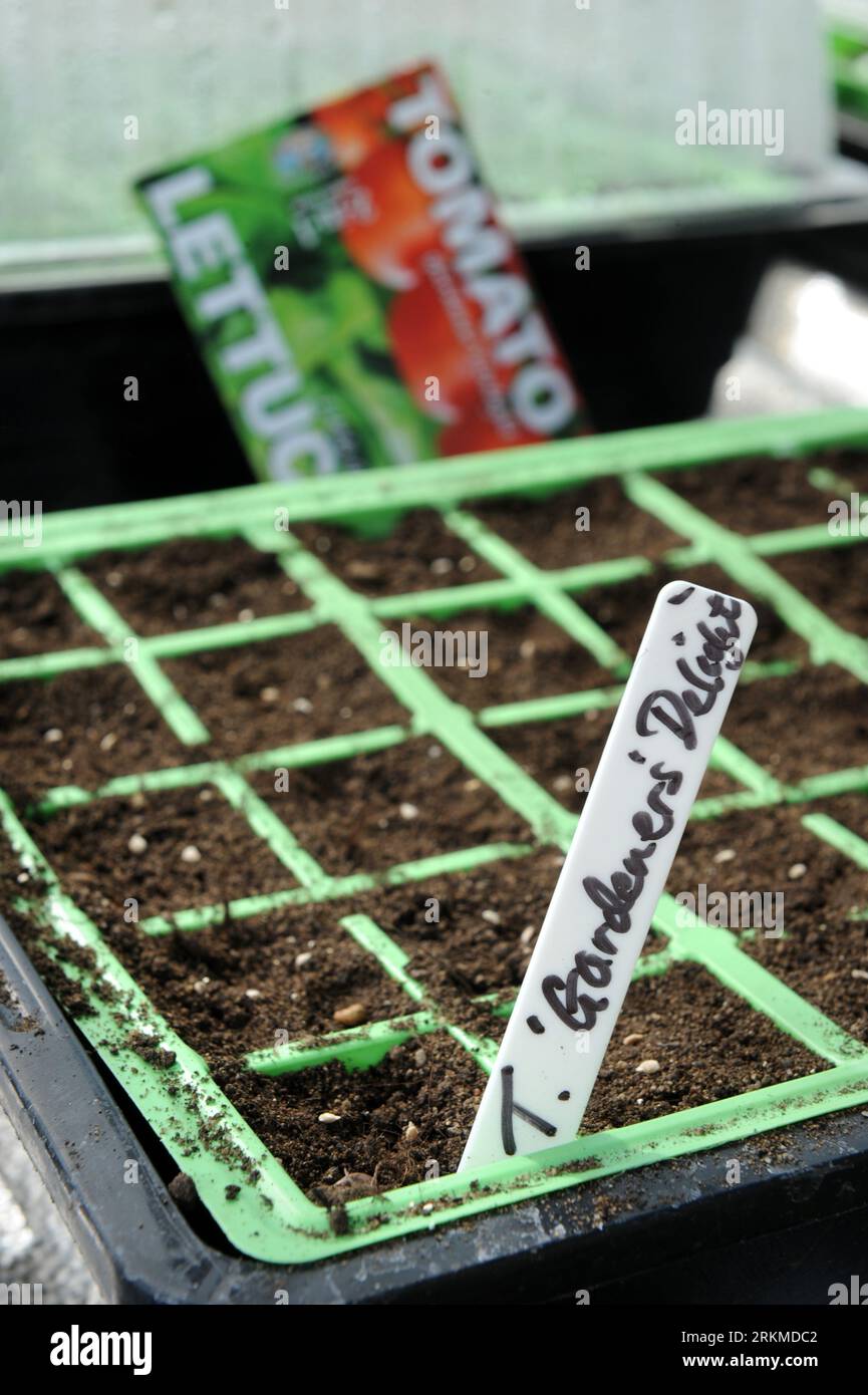 Graines de tomate Gardener's Delight dans les modules de semences UK Banque D'Images