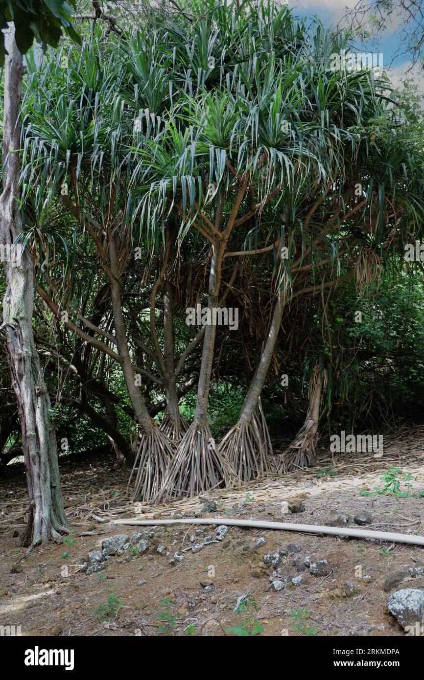 Un arbre de pin à l'eau dans le jardin botanique du cratère Koko à Honolulu, Oahu, Hawaii, USA Banque D'Images