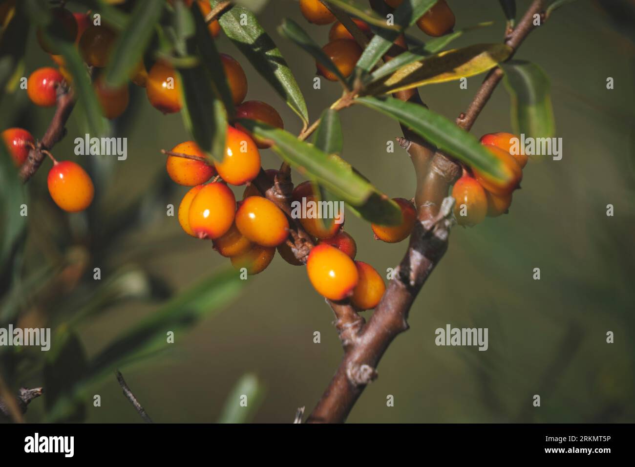 Branche avec de l'argousier en closeup.Delicious Berry avec des vitamines C, E et B. Banque D'Images