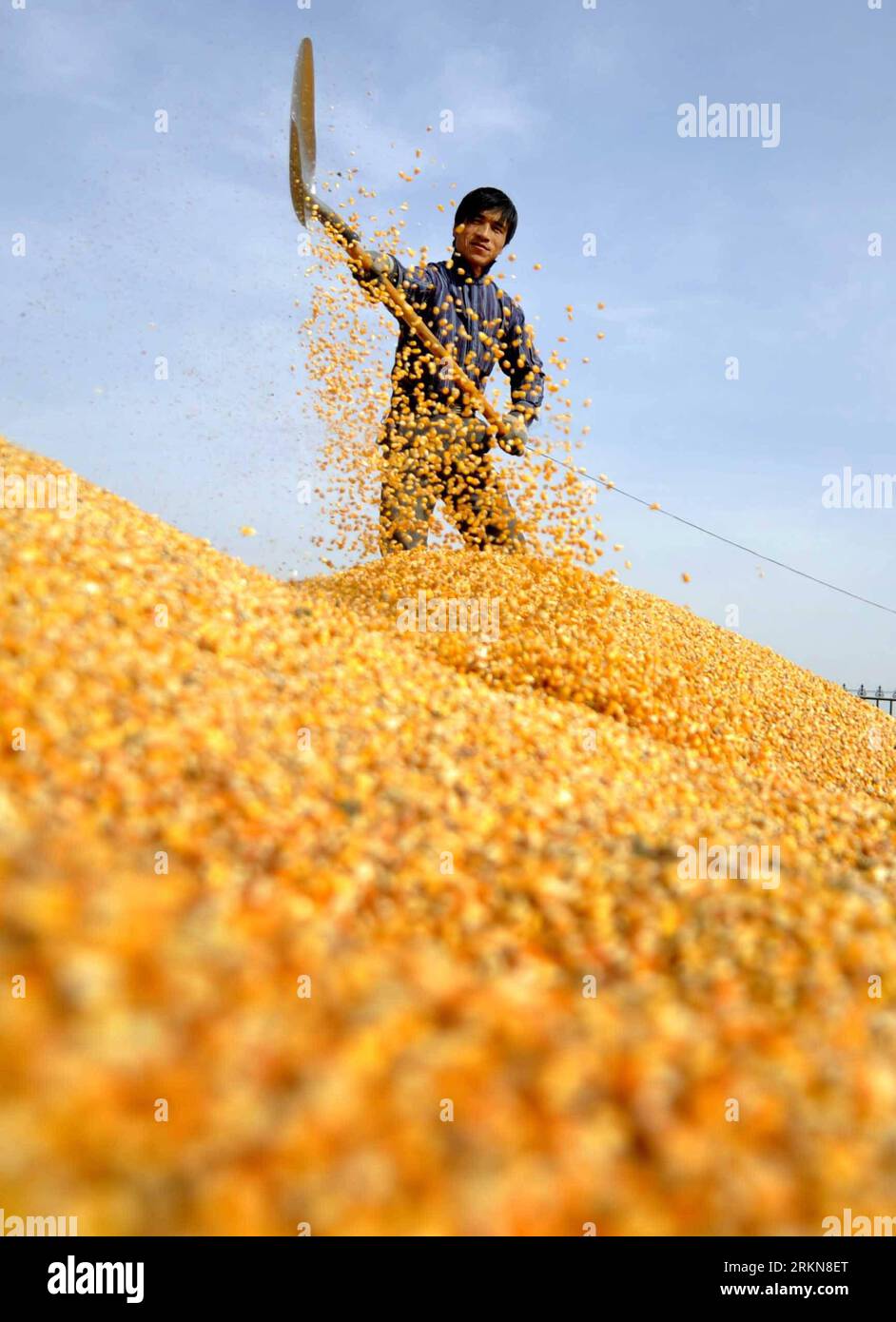 Bildnummer : 57030489 Datum : 07.02.2012 Copyright : imago/Xinhua (120208) -- TONGXIN, 8 février 2012 (Xinhua) -- Un ouvrier gagne le maïs nouvellement acheté dans un poste d'achat de maïs dans le comté de Tongxin, dans la région autonome hui de Ningxia, au nord-ouest de la Chine, le 7 février 2012. Le prix du maïs de la région cette année est de 1 yuans RMB (0,16 dollars américains) pour 500 grammes, en hausse de 0,2 yuans par rapport à 2011. (Xinhua/Peng Zhaozhi) (lc) CHINA-NINGXIA-TONGXIN-CORN PURCHASE (CN) PUBLICATIONxNOTxINxCHN wirtschaft Getreide Symbol xjh x2x 2012 hoch o0 mais Symbol o00 landwirtschaft 57030489 Date 07 02 2012 Copyright Imago XINHU Banque D'Images