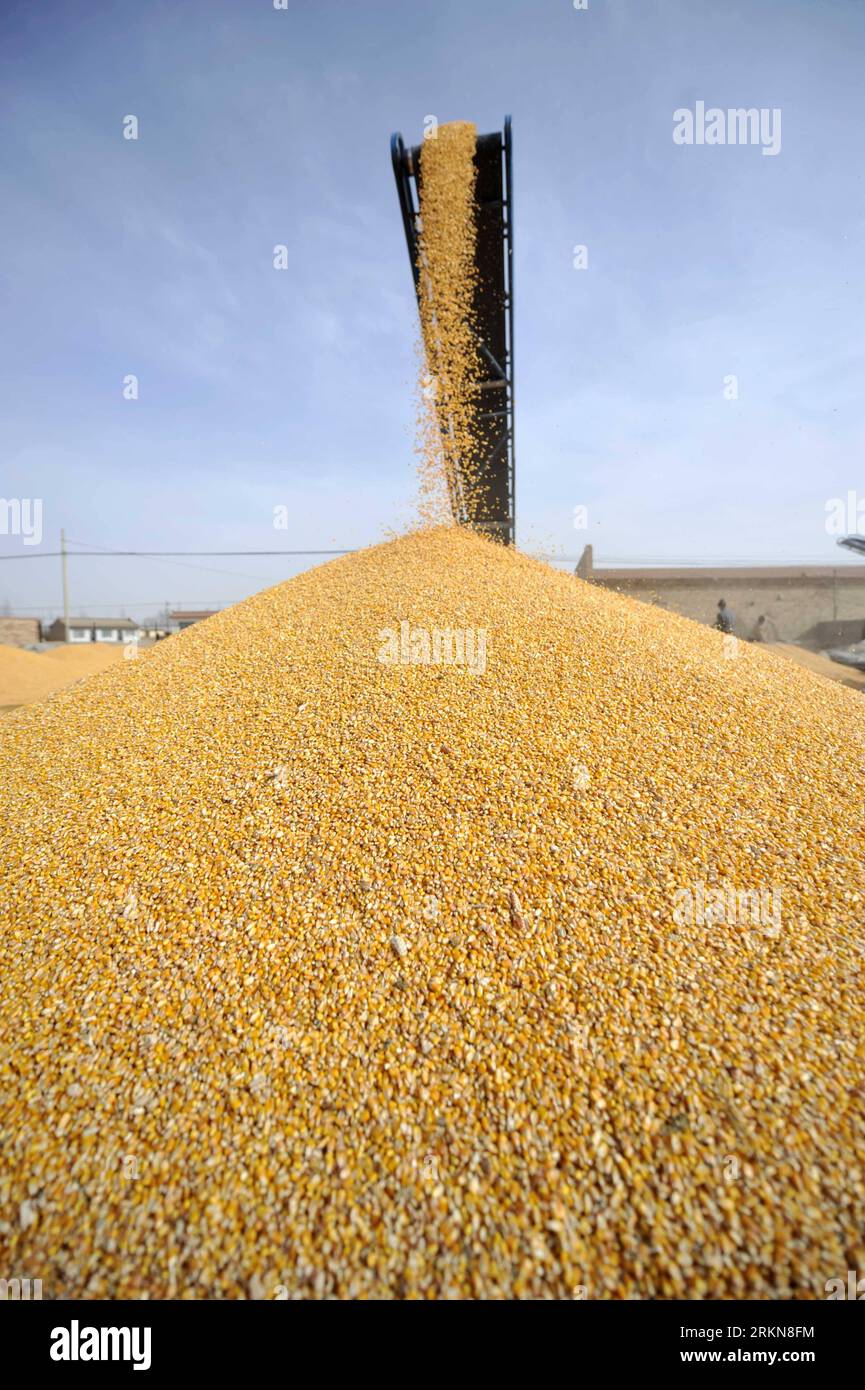 Bildnummer : 57030490 Datum : 07.02.2012 Copyright : imago/Xinhua (120208) -- TONGXIN, 8 février 2012 (Xinhua) -- les cors nouvellement achetés tombent d'une bande transporteuse à un poste d'achat de maïs dans le comté de Tongxin, région autonome hui de Ningxia, au nord-ouest de la Chine, 7 février 2012. Le prix du maïs de la région cette année est de 1 yuans RMB (0,16 dollars américains) pour 500 grammes, en hausse de 0,2 yuans par rapport à 2011. (Xinhua/Peng Zhaozhi) (lc) CHINA-NINGXIA-TONGXIN-CORN PURCHASE (CN) PUBLICATIONxNOTxINxCHN wirtschaft Getreide Symbol xjh x2x 2012 hoch o0 mais Förderband Objekte o00 landwirtschaft 57030490 Date 07 02 2012 Co Banque D'Images