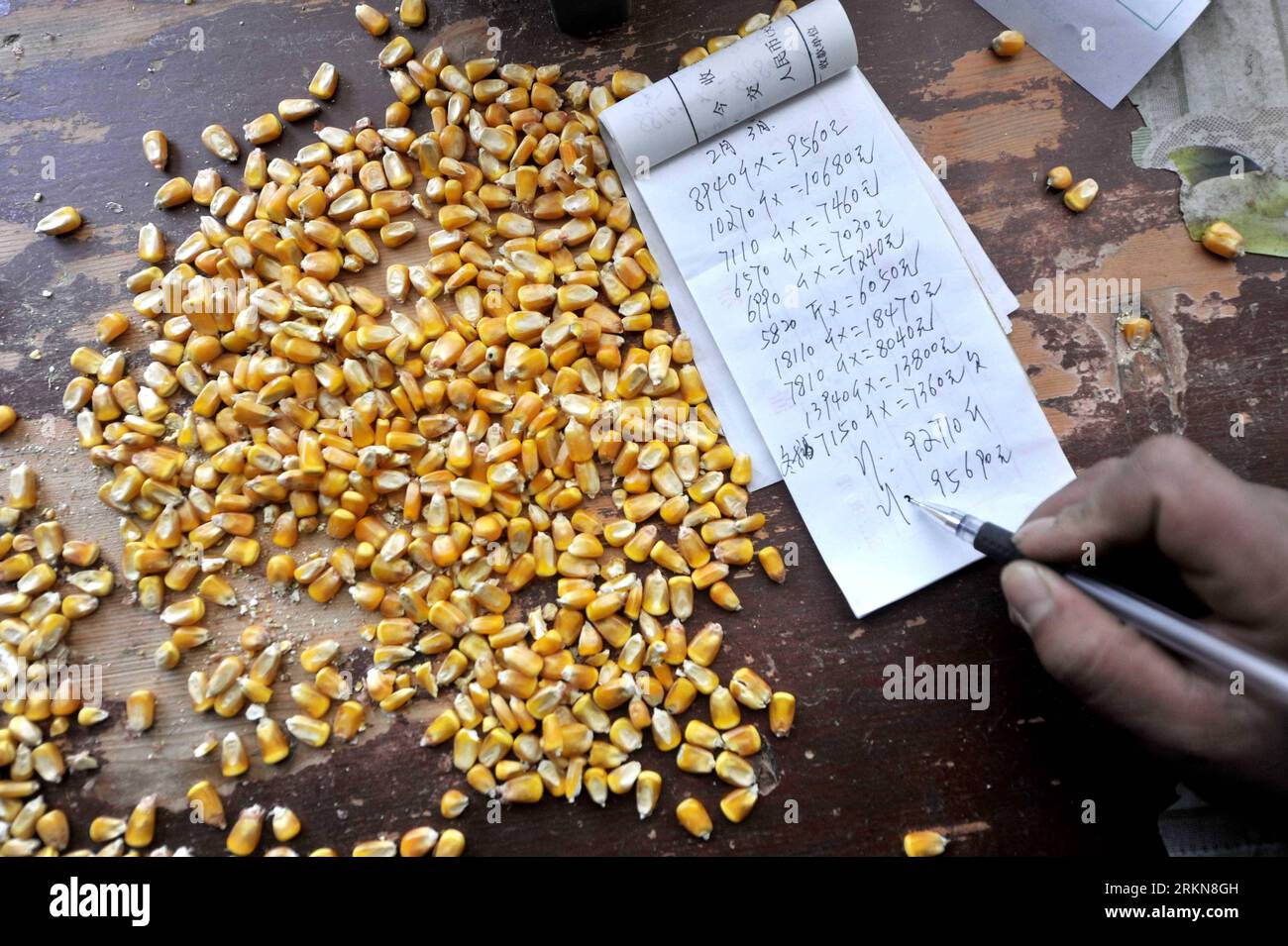 Bildnummer : 57030491 Datum : 07.02.2012 Copyright : imago/Xinhua (120208) -- TONGXIN, 8 février 2012 (Xinhua) -- Un acheteur de maïs écrit sur son compte à une station d'achat de maïs dans le comté de Tongxin, dans le nord-ouest de la Chine, région autonome hui de Ningxia, 7 février 2012. Le prix du maïs de la région cette année est de 1 yuans RMB (0,16 dollars américains) pour 500 grammes, en hausse de 0,2 yuans par rapport à 2011. (Xinhua/Peng Zhaozhi) (lc) CHINA-NINGXIA-TONGXIN-CORN PURCHASE (CN) PUBLICATIONxNOTxINxCHN wirtschaft Getreide Symbol xjh x2x 2012 quer Highlight o0 mais Preis o00 landwirtschaft 57030491 Date 07 02 2012 Copyright Imago Banque D'Images