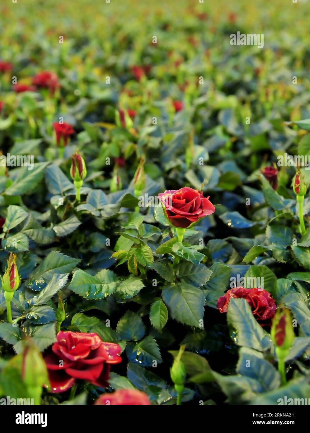 Bildnummer : 57060132 Datum : 12.02.2012 Copyright : imago/Xinhua (120212) -- AALSMEER, 12 février 2012 (Xinhua) -- des roses sont vues dans une serre automatique à Aaslmeer, pays-Bas, 8 février 2012. FloraHolland Flower Auction, la plus grande organisation de vente aux enchères au monde, traite plus de 12 milliards de fleurs et de plantes par an, remplissant le rôle de matchmaker, d'intermédiaire et de centre de connaissances. Le centre de vente aux enchères de fleurs d'Aalsmeer est le plus grand de ses six marchés nationaux et internationaux, respectivement à Aalsmeer, Naaldwijk, Rijnsburg, Venlo, Bleiswijk et Eelde. Centre de vente aux enchères de fleurs d'Aalsmeer Banque D'Images