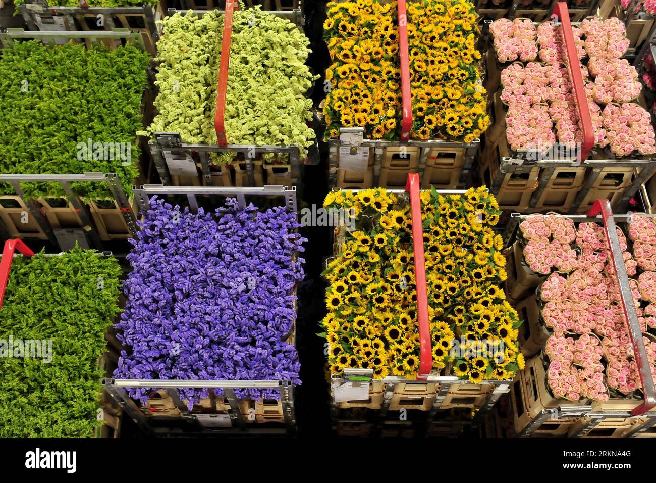 Bildnummer : 57060121 Datum : 12.02.2012 Copyright : imago/Xinhua (120212) -- AALSMEER, 12 février 2012 (Xinhua) -- des fleurs sont vues dans un entrepôt au centre de vente aux enchères de fleurs Aaslmeer à Aaslmeer, pays-Bas, 8 février 2012. FloraHolland Flower Auction, la plus grande organisation de vente aux enchères au monde, traite plus de 12 milliards de fleurs et de plantes par an, remplissant le rôle de matchmaker, d'intermédiaire et de centre de connaissances. Le centre de vente aux enchères de fleurs d'Aalsmeer est le plus grand de ses six marchés nationaux et internationaux, respectivement à Aalsmeer, Naaldwijk, Rijnsburg, Venlo, Bleiswijk et Eelde. Aalsmeer Banque D'Images