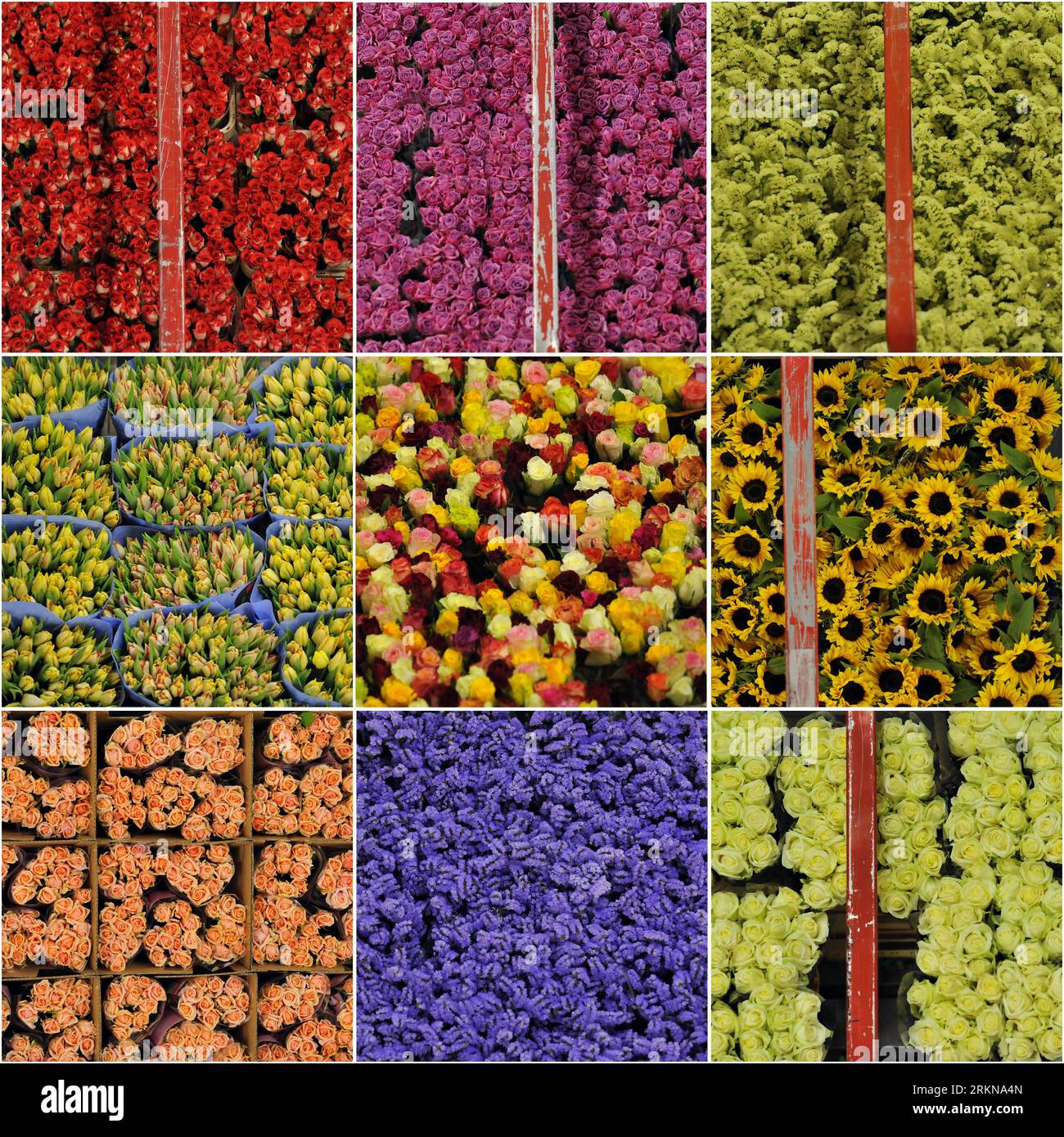 Bildnummer : 57060111 Datum : 12.02.2012 Copyright : imago/Xinhua (120212) -- AALSMEER, 12 février 2012 (Xinhua) -- ce collage photo montre des fleurs au centre de vente aux enchères de fleurs Aaslmeer à Aaslmeer, pays-Bas, le 8 février 2012. FloraHolland Flower Auction, la plus grande organisation de vente aux enchères au monde, traite plus de 12 milliards de fleurs et de plantes par an, remplissant le rôle de matchmaker, d'intermédiaire et de centre de connaissances. Le centre de vente aux enchères de fleurs d'Aalsmeer est le plus grand de ses six marchés nationaux et internationaux, respectivement à Aalsmeer, Naaldwijk, Rijnsburg, Venlo, Bleiswijk et Eelde. Aalsme Banque D'Images