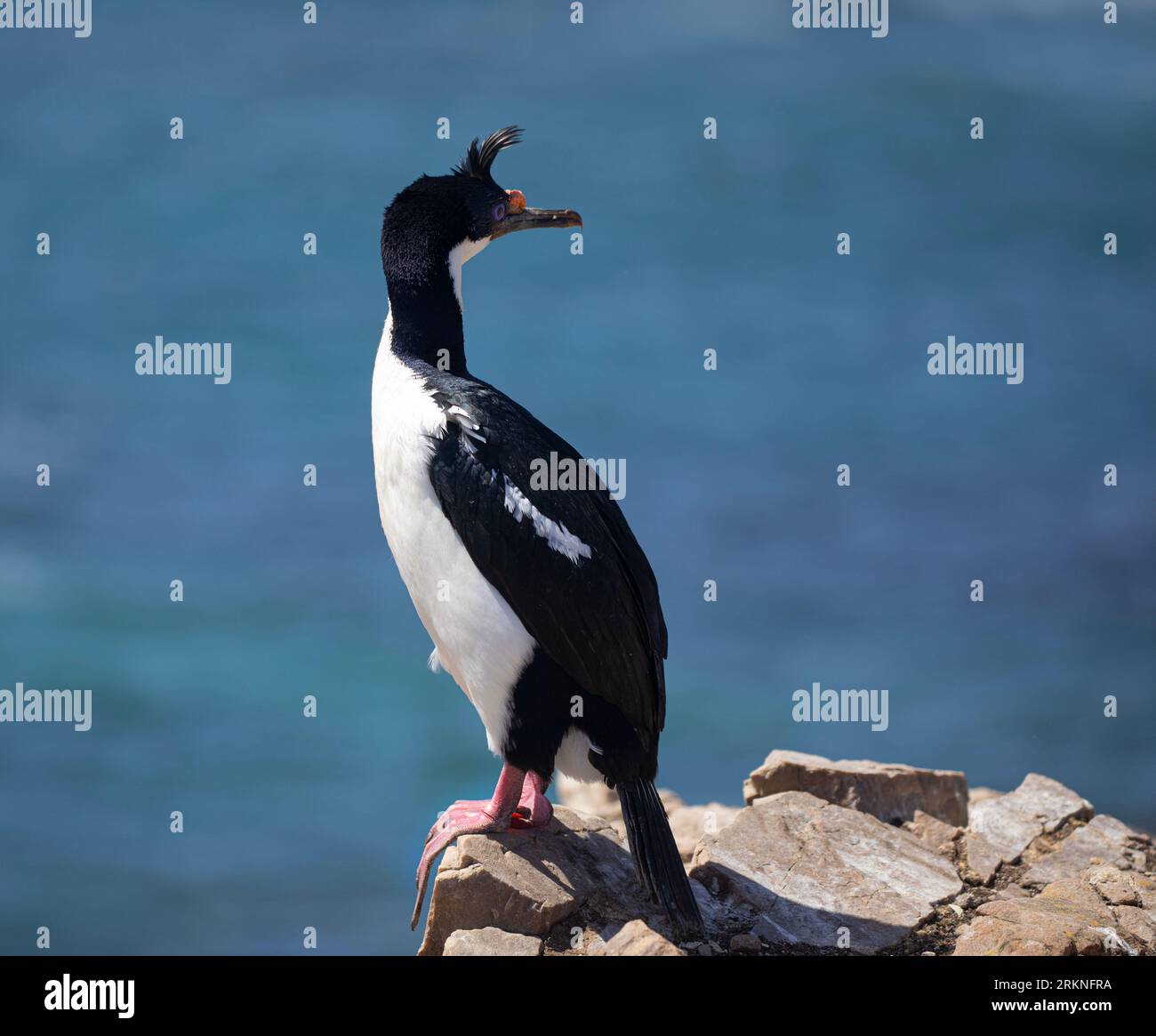 King Cormorant, Leucocarbo (atriceps) albiventer, aka White-Bellied Shag, debout sur le rocher et regardant autour. Pebble Island, îles Malouines. S'il vous plaît Banque D'Images