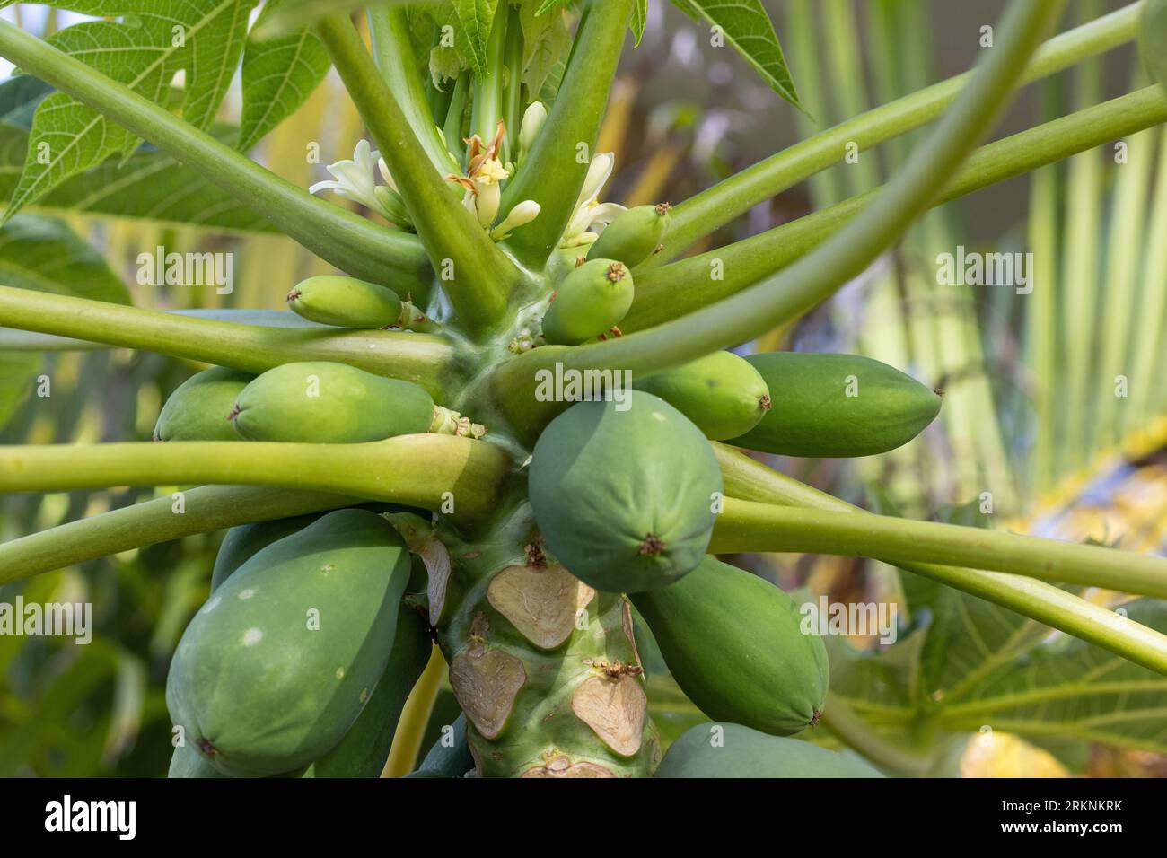Papaye, papatte, patte, mamao, melon (Carica papaye), fleurs et fruits sur un arbre, USA, Hawaï, Maui, Kihei Banque D'Images