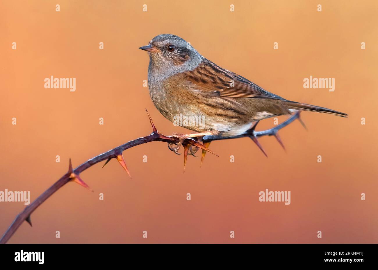 Dunnock (Prunella modularis), assis sur une brindille épineuse dans la soirée, Italie, Toscane Banque D'Images