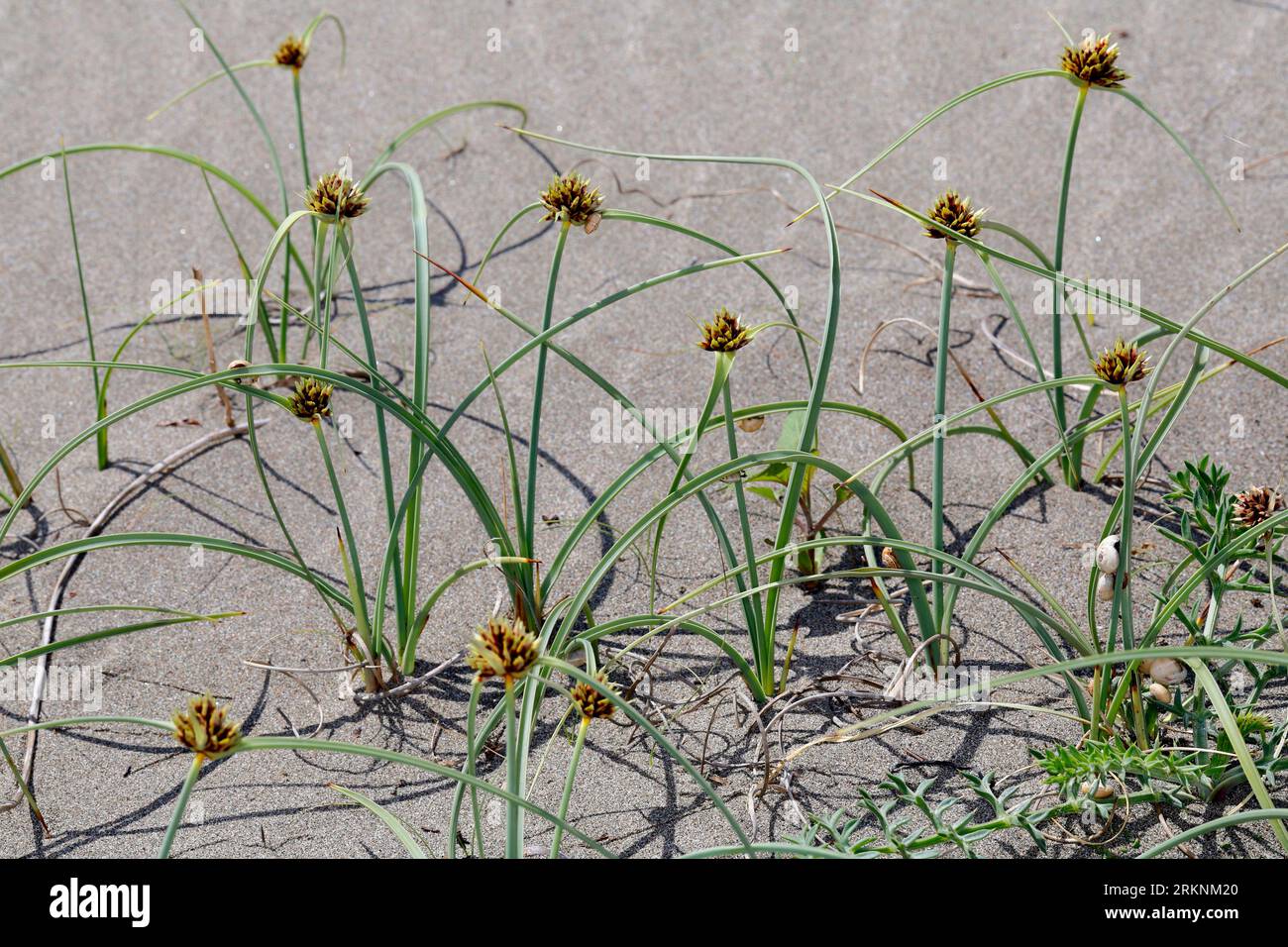 Capitate Galingale, Capitate (Cyperus capitatus, Cyperus maritimus, Chlorocyperus aegyptiacus), floraison sur la plage, Croatie Banque D'Images