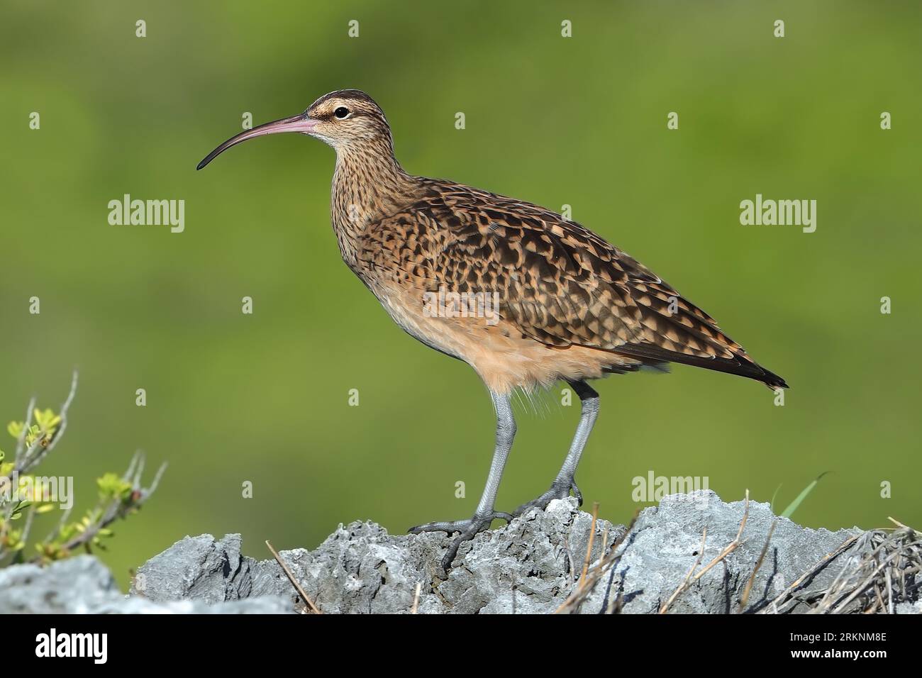 Poilu (Numenius tahitiensis), assis sur un rocher, Polynésie française, Archipel des Tuamotu, Tekokota Banque D'Images