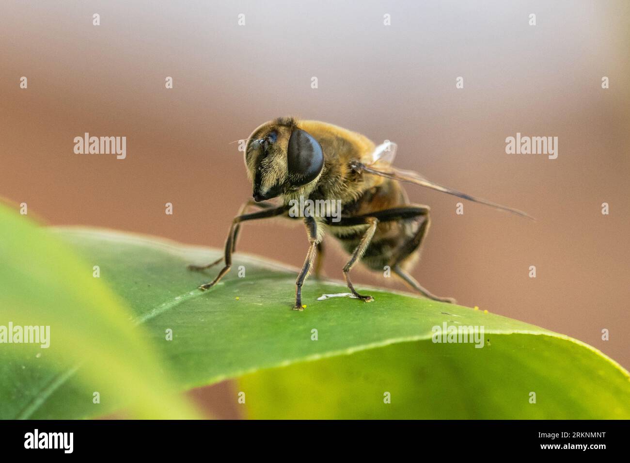 Aéroglisseurs, aéroglisseurs, syrphides, mouches florales (Syrphidae), assis sur une feuille, Allemagne, Bavière Banque D'Images