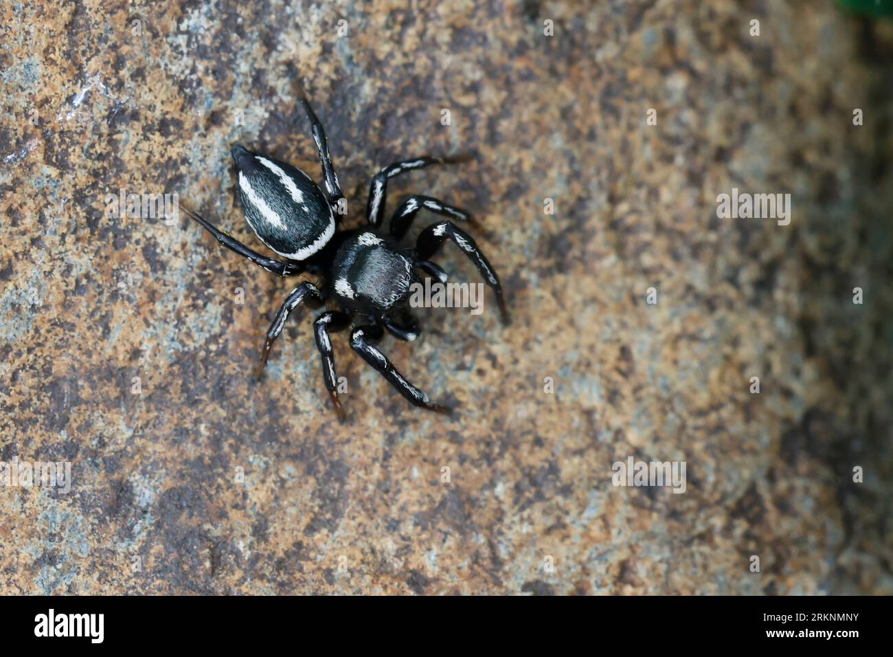 Araignée sauteuse (Heliophanus melinus), mâle, vue de dessus, Croatie Banque D'Images