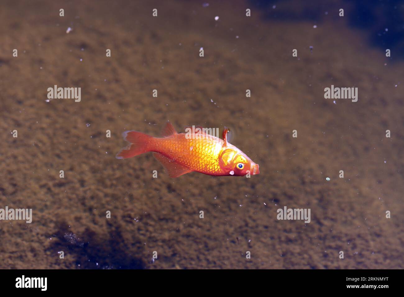 Poisson rouge, carpe commune (Carassius auratus), poisson mort dans un étang de jardin, Allemagne Banque D'Images Poisson rouge, carpe commune (Carassius auratus), poisson mort dans un étang de jardin, Allemagne Banque D'Images