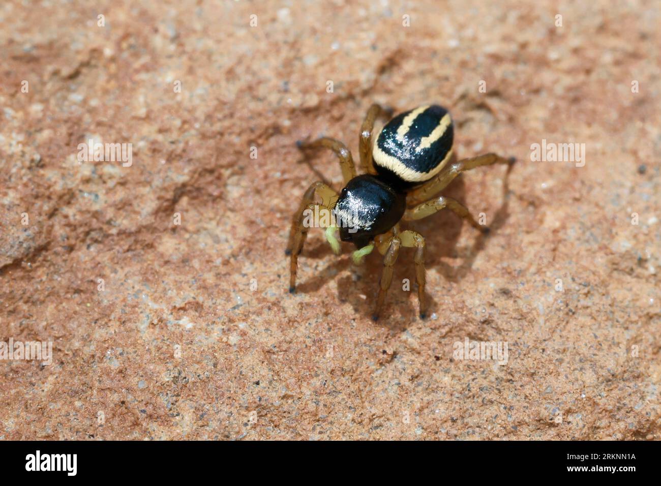 Araignée sauteuse (Heliophanus melinus), femelle, vue de dessus, Croatie Banque D'Images