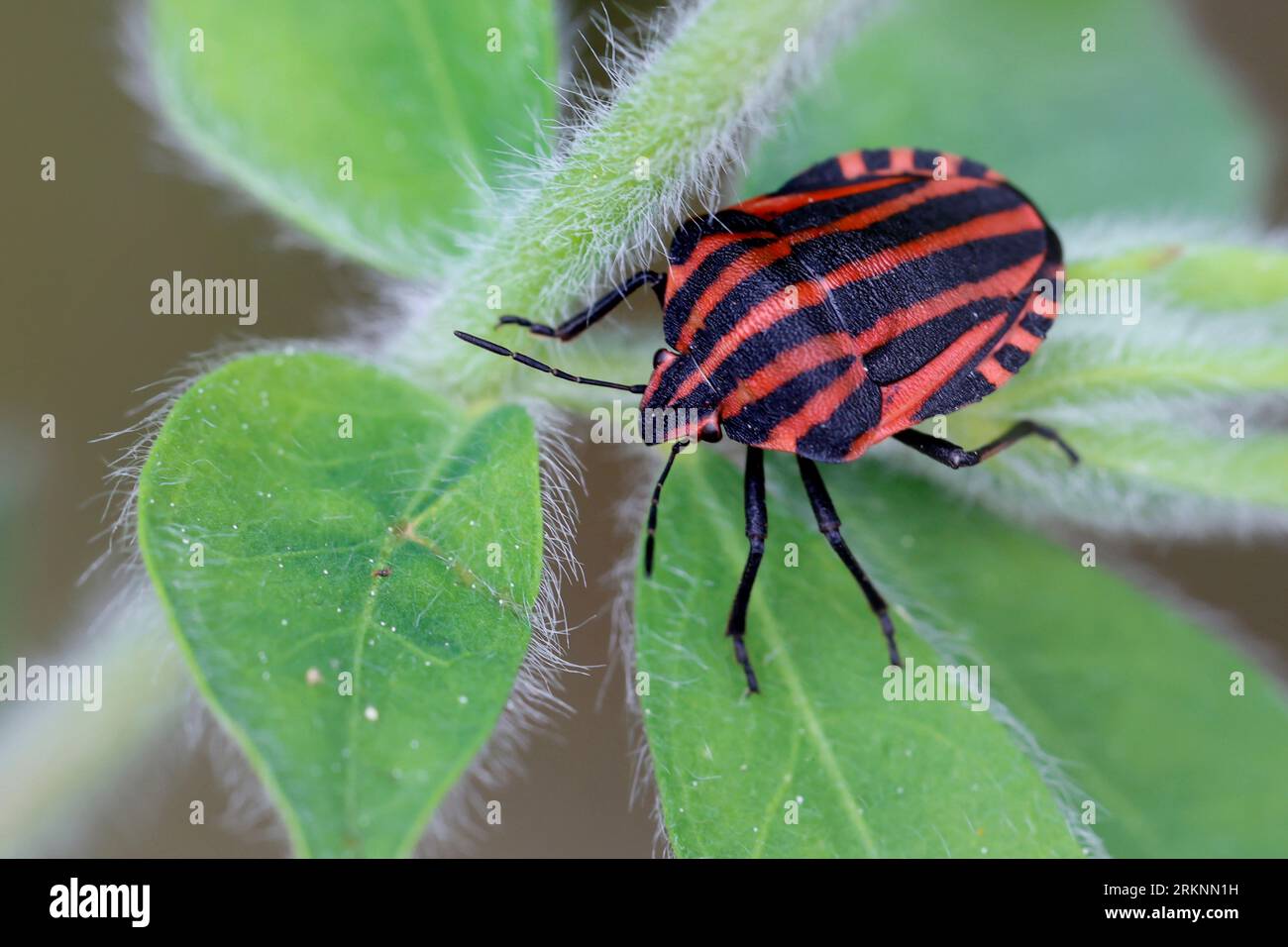 Insecte rayé italien, ménestrel Bug (Graphosoma lineatum, Graphosoma italicum), assis sur une plante, Croatie Banque D'Images
