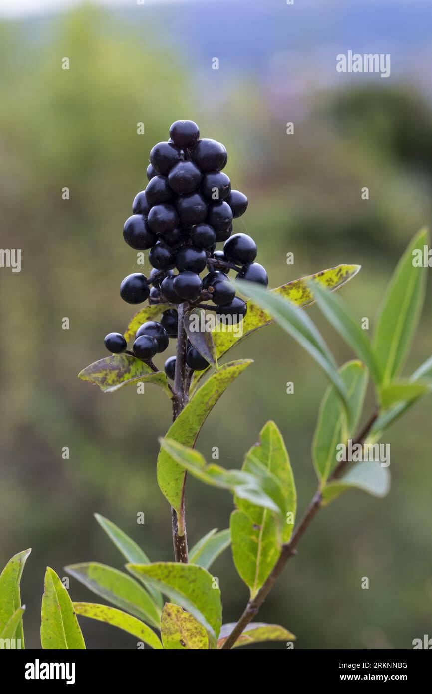 Troène commun, troène doré, troène, sauvages, prim'troène (Ligustrum vulgare), la fructification, Allemagne Banque D'Images
