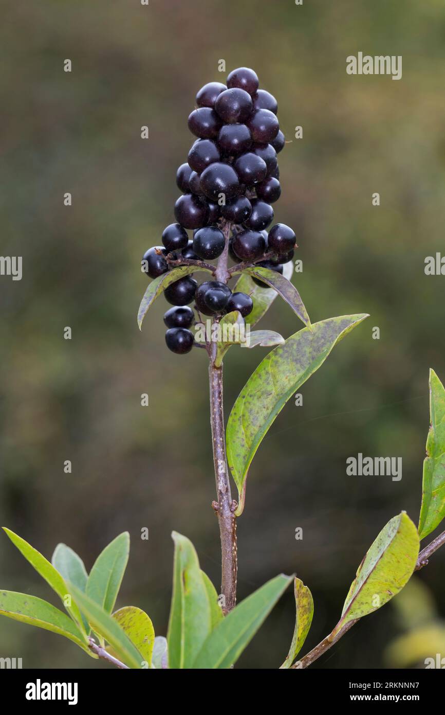 Troène commun, troène doré, troène, sauvages, prim'troène (Ligustrum vulgare), la fructification, Allemagne Banque D'Images