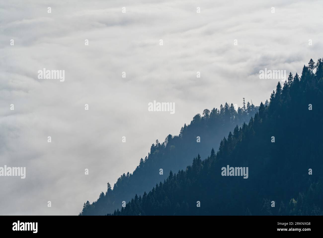 La brume est une pente de montagne boisée dans une vallée basse avec des silhouettes de conifères à feuilles persistantes Banque D'Images