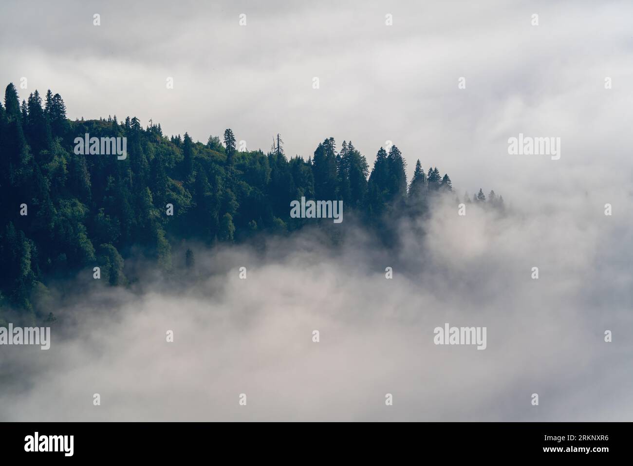 La brume est une pente de montagne boisée dans une vallée basse avec des silhouettes de conifères à feuilles persistantes Banque D'Images