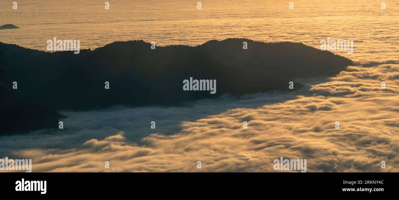 La brume est une pente de montagne boisée dans une vallée basse avec des silhouettes de conifères à feuilles persistantes Banque D'Images