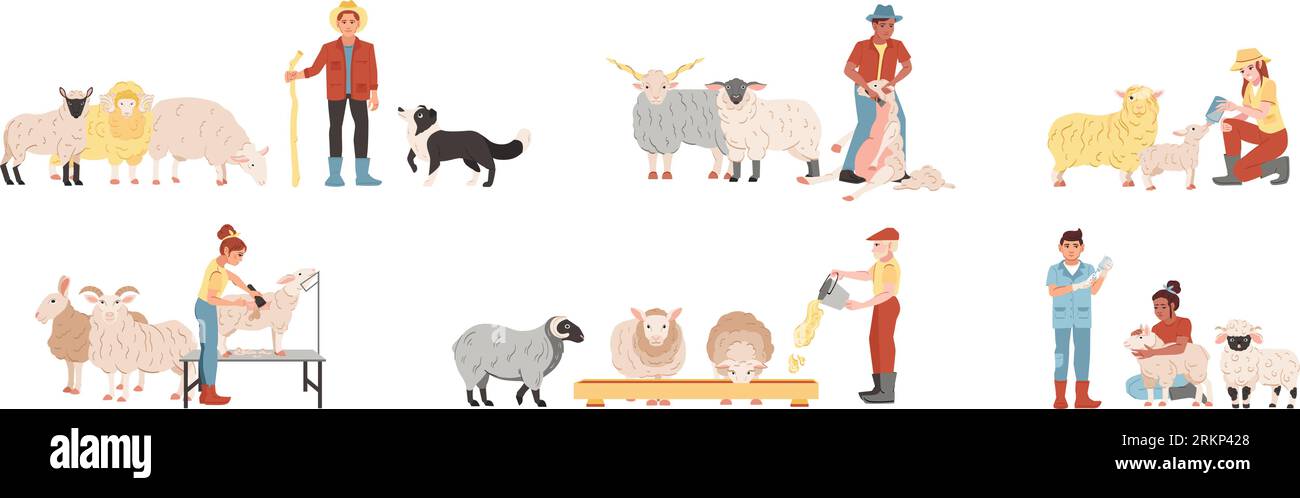 Ensemble plat de personnes nourrissant la tonte s'occupant de moutons sur l'illustration vectorielle isolée de ferme Illustration de Vecteur