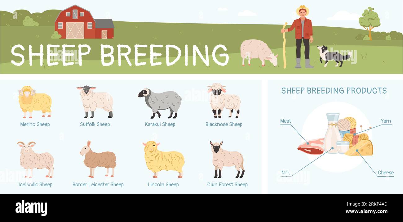 Infographie plate d'élevage de moutons avec diverses races et illustration vectorielle de produits Illustration de Vecteur