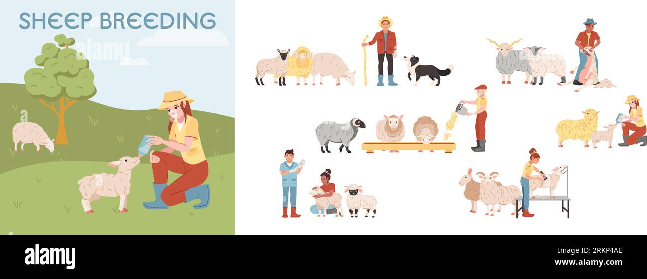 Ensemble plat de composition de ferme d'élevage de moutons avec des agriculteurs s'occupant des animaux illustration vectorielle isolée Illustration de Vecteur