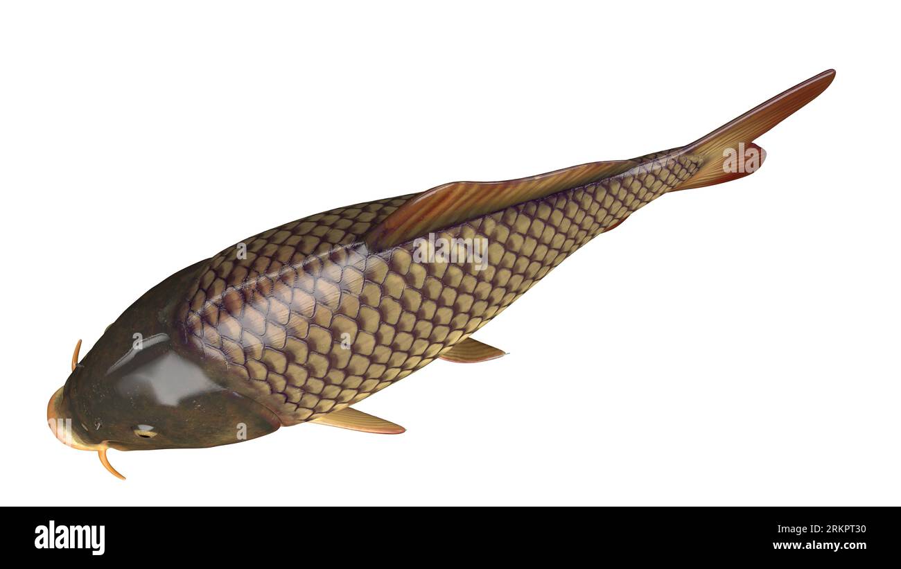 Anatomie du poisson, illustration. Banque D'Images