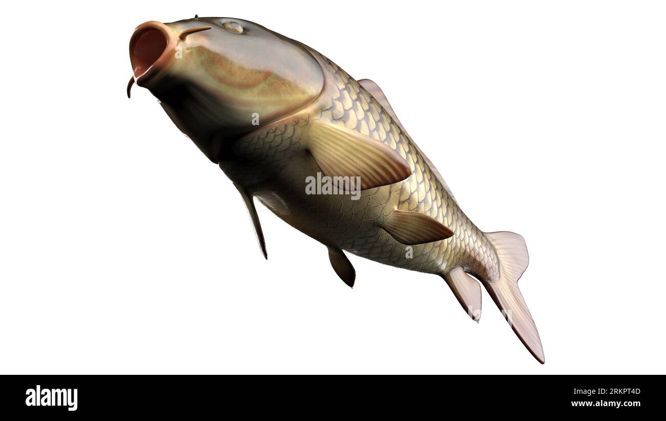 Anatomie du poisson, illustration. Banque D'Images