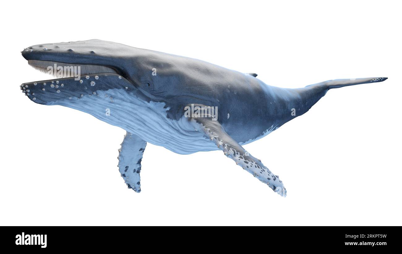 Anatomie des baleines, illustration. Banque D'Images