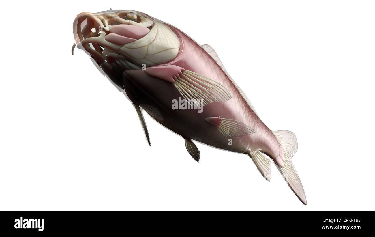 Anatomie du poisson, illustration. Banque D'Images