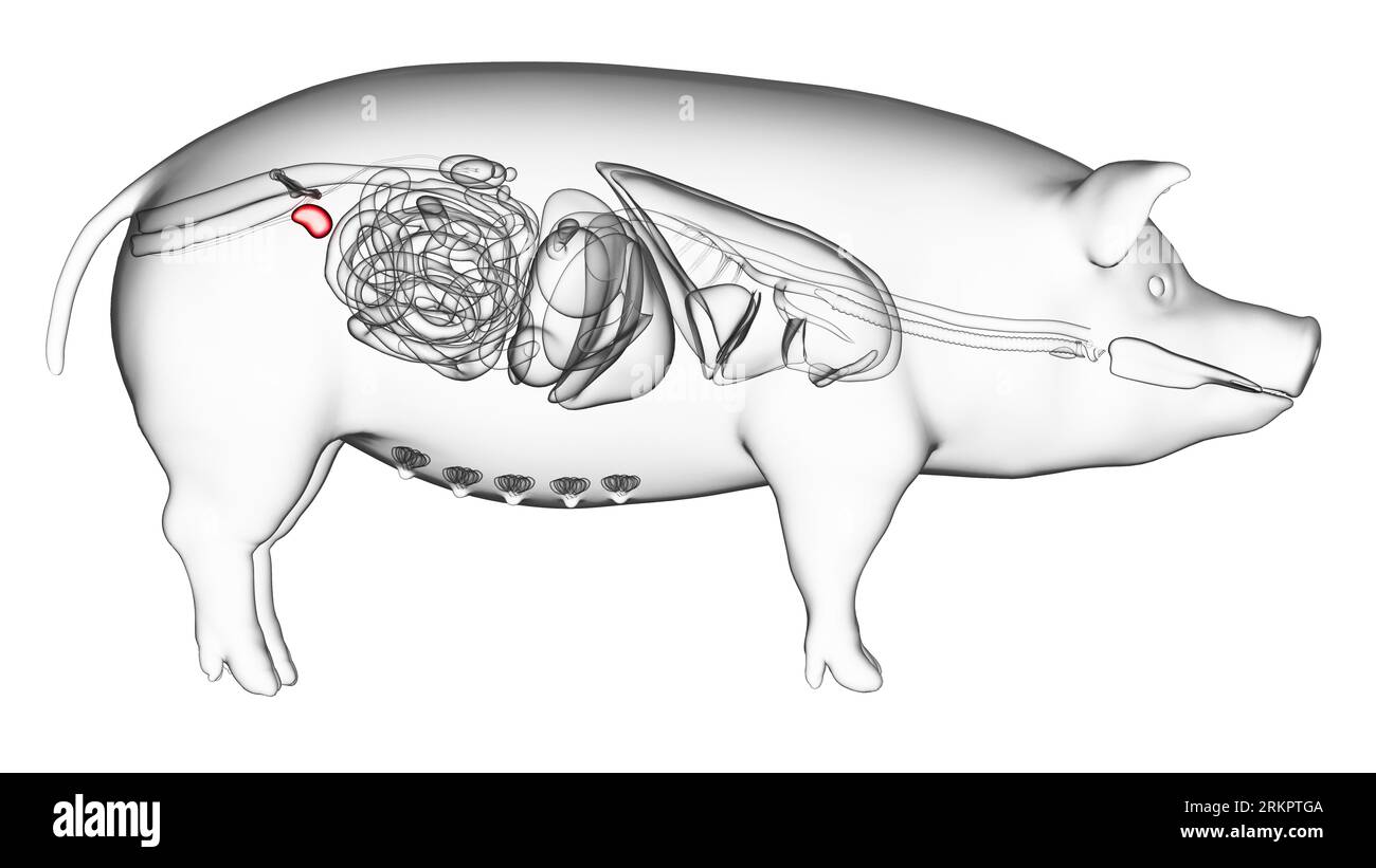 Pig bladder Banque d'images détourées Alamy