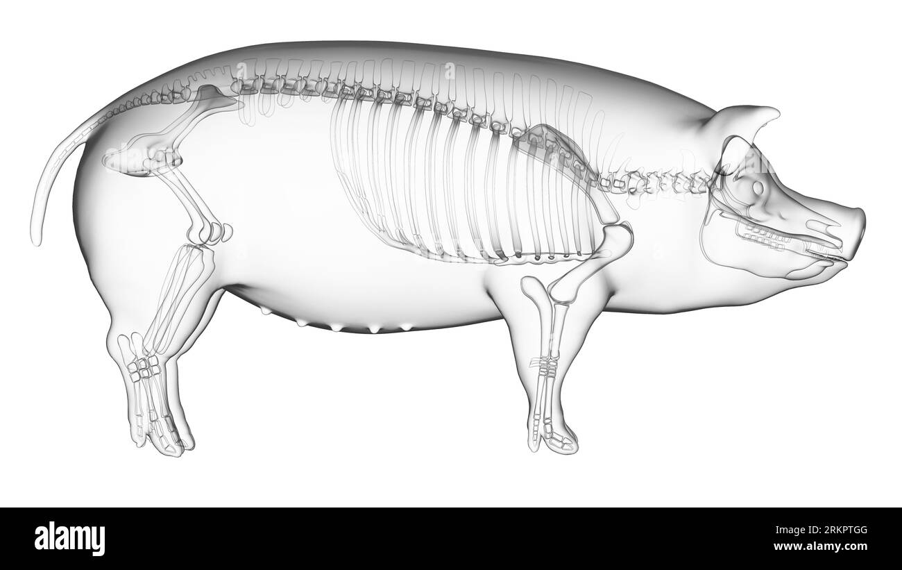 Squelette de porc, illustration. Banque D'Images