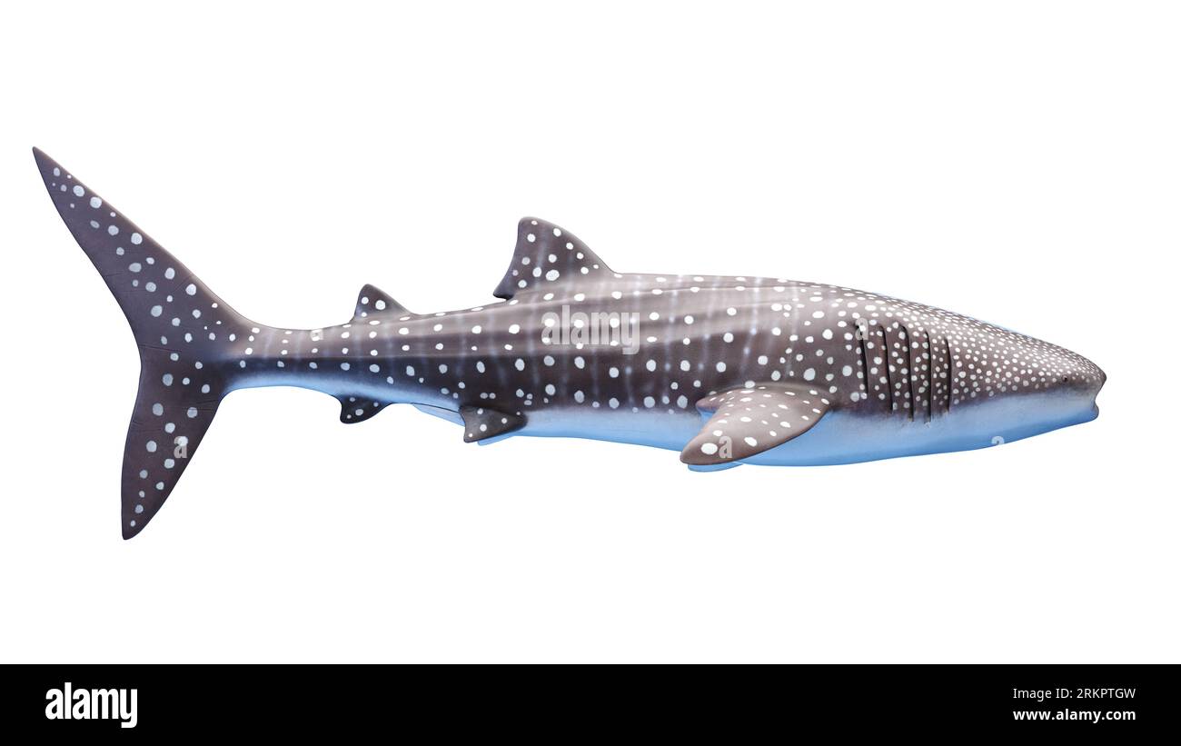 Queue Requin Queue de requin Banque d'images détourées - Alamy