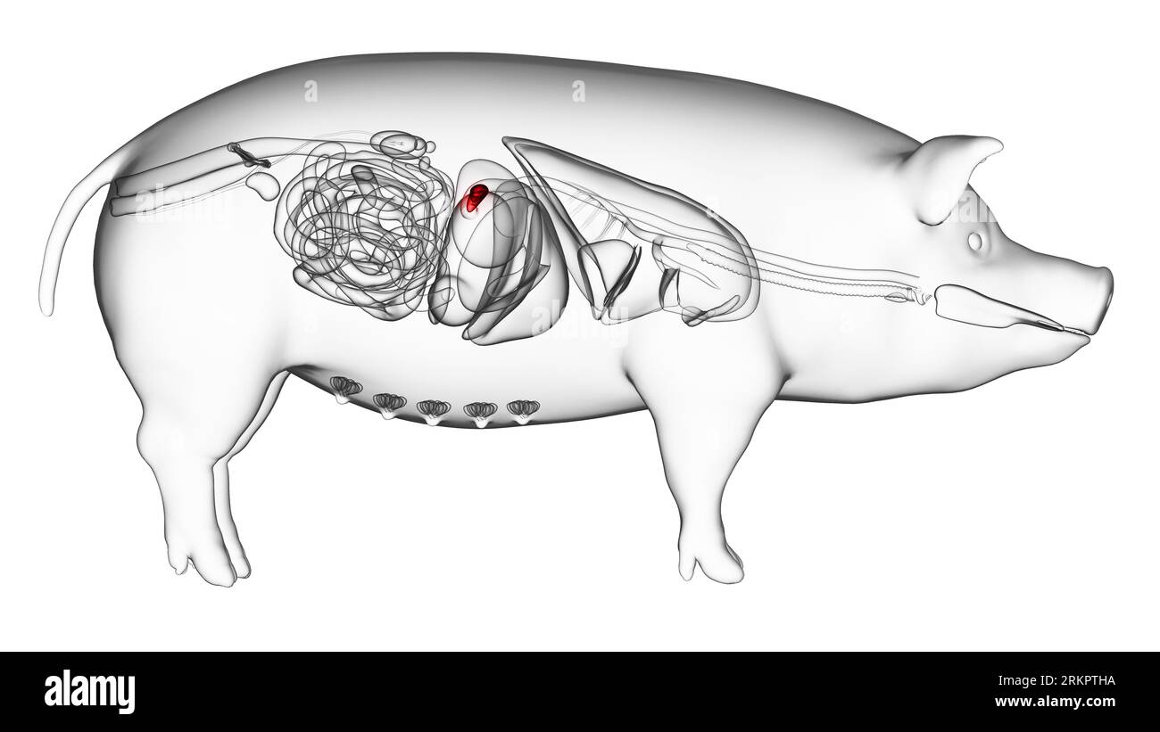 Pancréas de porc, illustration. Banque D'Images