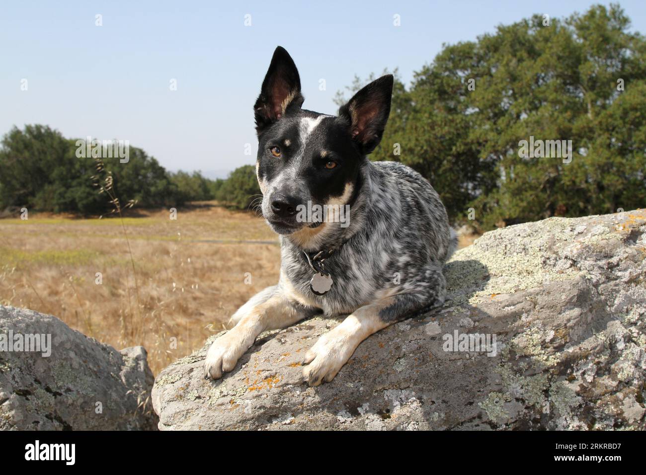 Chien de bétail australien pondant sur le rocher dans la nature Banque D'Images