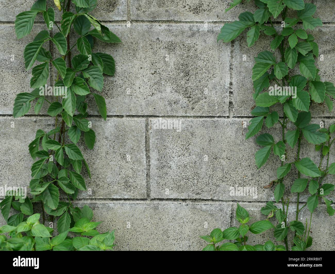 Les plantes de lierre grimpent sur un mur de béton avec un espace de copie au centre Banque D'Images