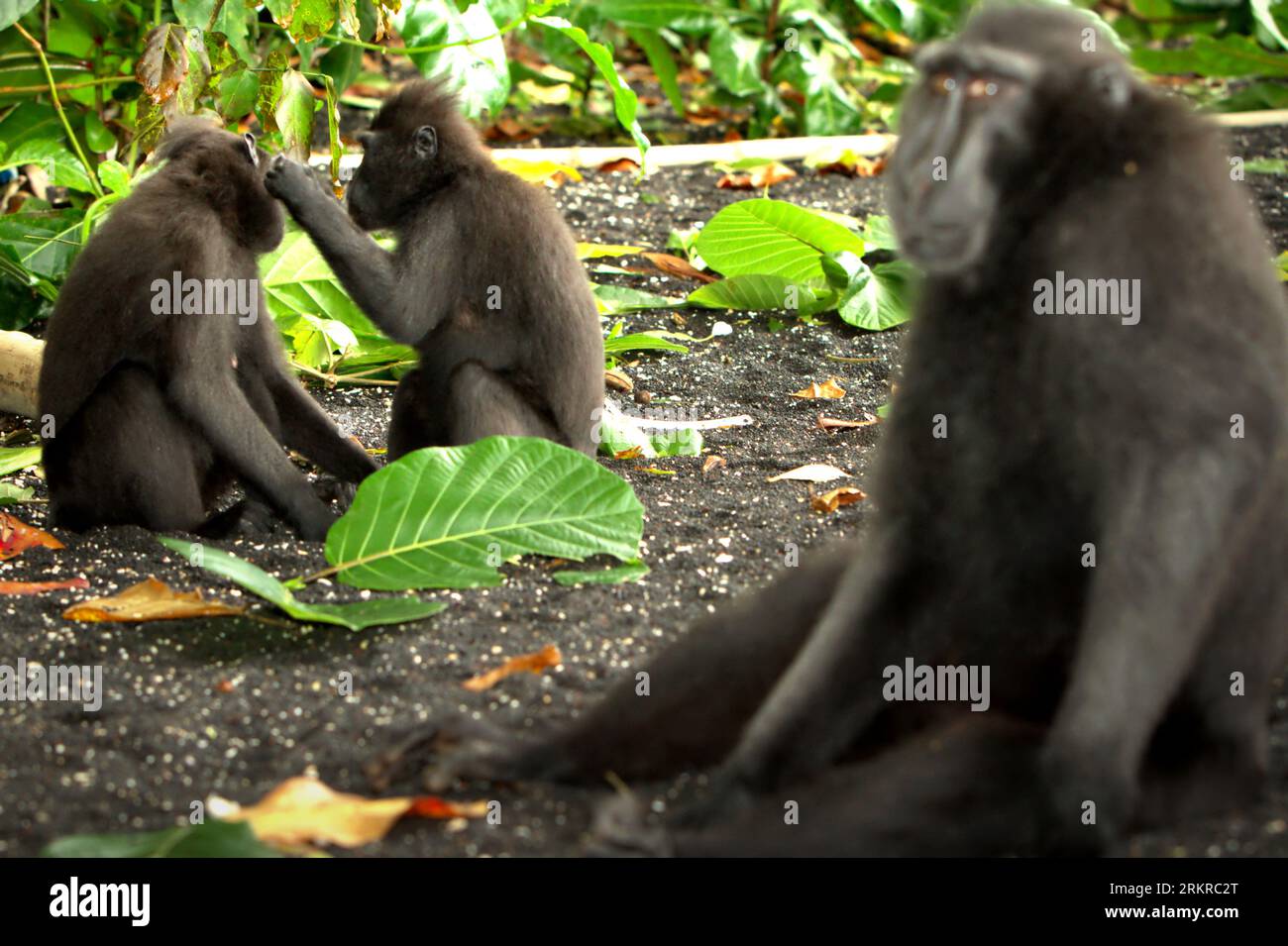 Les macaques à crête noire (Macaca nigra) des Célèbes sont photographiés alors qu'ils se reposent et ont une activité sociale sur une plage de la forêt de Tangkoko, Sulawesi du Nord, en Indonésie. Le changement climatique et les maladies sont des menaces émergentes pour les primates, tandis que le macaque à crête appartient aux 10% des espèces de primates qui sont très vulnérables aux sécheresses, selon les scientifiques des primates. Un rapport récent a révélé que la température augmente effectivement dans la forêt de Tangkoko, et que l'abondance globale des fruits a diminué. Macaca nigra est considérée comme une espèce clé dans leur habitat, une importante «espèce parapluie» pour la biodiversité Banque D'Images