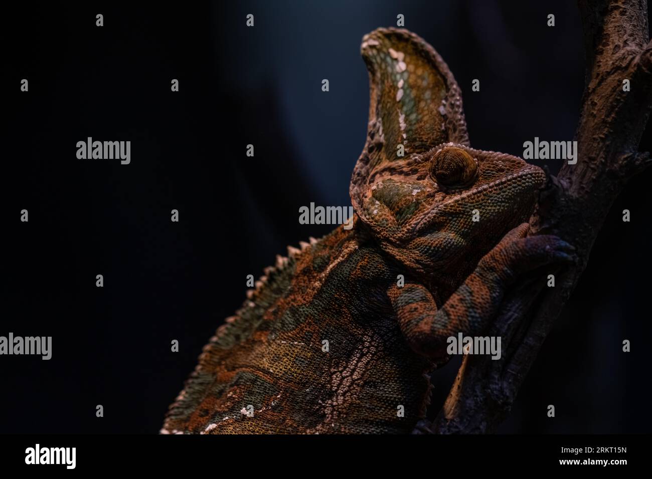 Caméléon en gros plan. Multicolore beau reptile Caméléon closeup avec une peau colorée et brillante. Le concept de déguisement et de peaux brillantes. Tropica exotique Banque D'Images