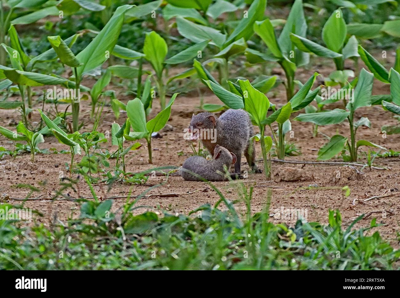 Famille Mongoose jouant dans le Banana Garden Banque D'Images