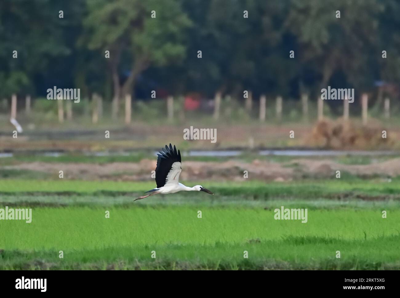 Asian Openbill Stork - Anastomus oscitans Banque D'Images