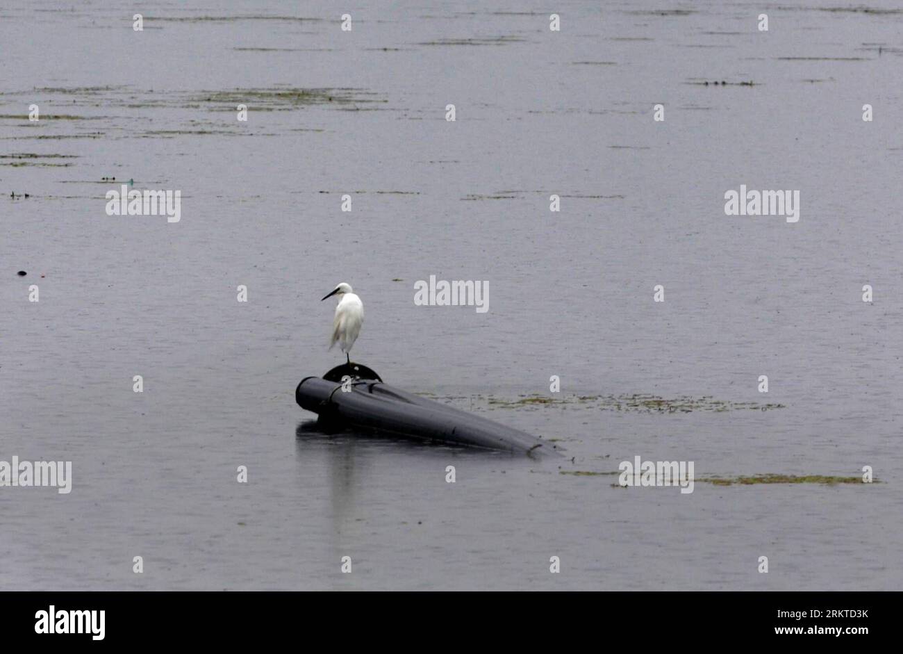 Bildnummer : 58449263 Datum : 09.09.2012 Copyright : imago/Xinhua (120909) -- SRINAGAR, 9 septembre 2012 (Xinhua) -- Un oiseau se repose sur une conduite d'eau au milieu des pluies dans le lac Dal à Srinagar, capitale estivale du Cachemire contrôlé par les Indiens, 9 septembre 2012. Des pluies incessantes ont continué à frapper le Cachemire contrôlé par les Indiens depuis samedi soir. La ville d'entrée de Qazigund dans le sud du Cachemire a reçu 19,4 mm de pluie tandis que la station touristique voisine de Pahalgam a enregistré 5,2 mm. La pluie a entraîné une baisse de près de quatre degrés de la température maximale à Srinagar, a déclaré le porte-parole du bureau météorologique. (Xinhua/J Banque D'Images