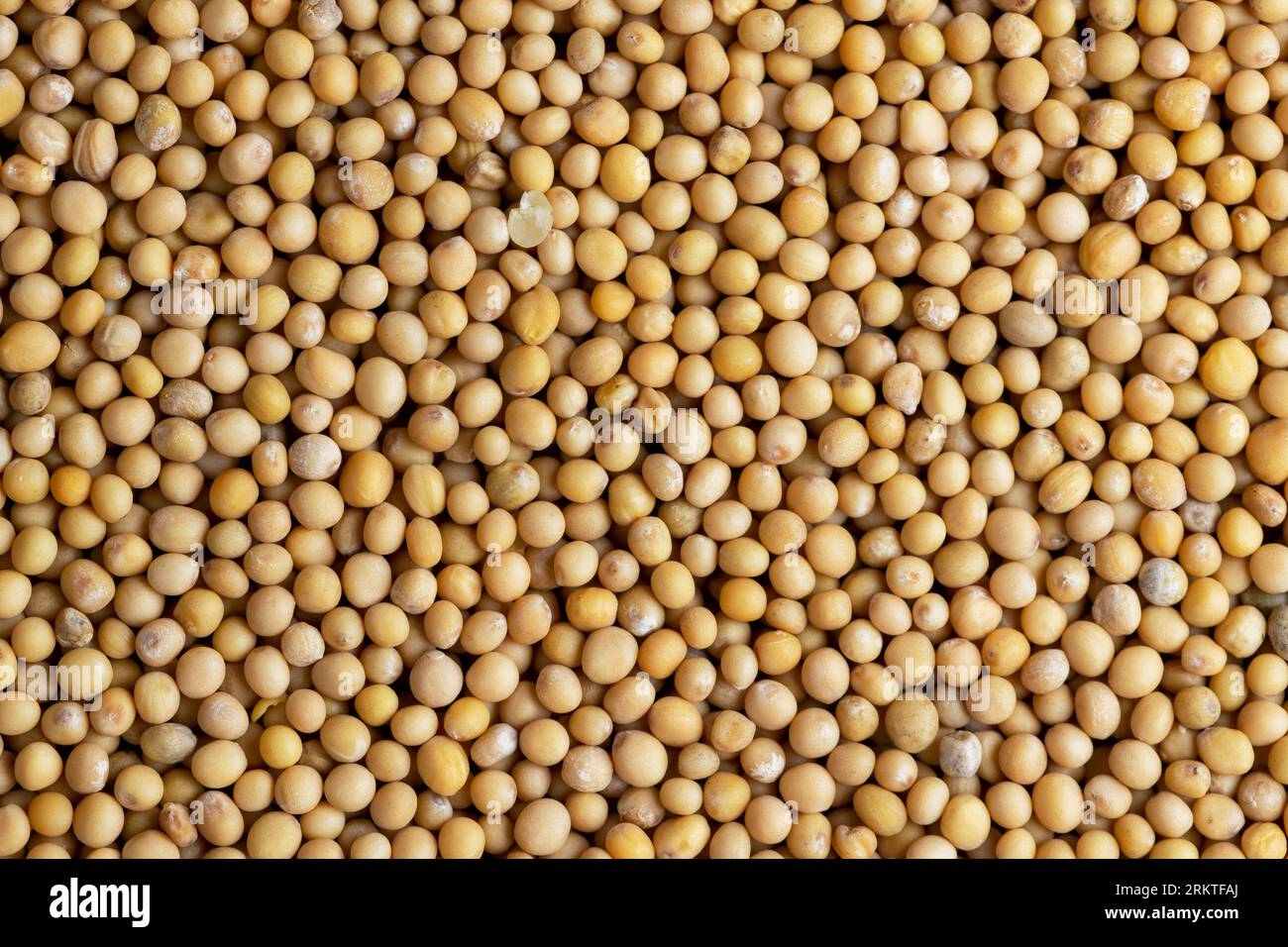 Les graines de moutarde sont de couleur orange et de petite taille, de petites graines de moutarde pour l'utilisation d'épices moutarde en cuisine Banque D'Images