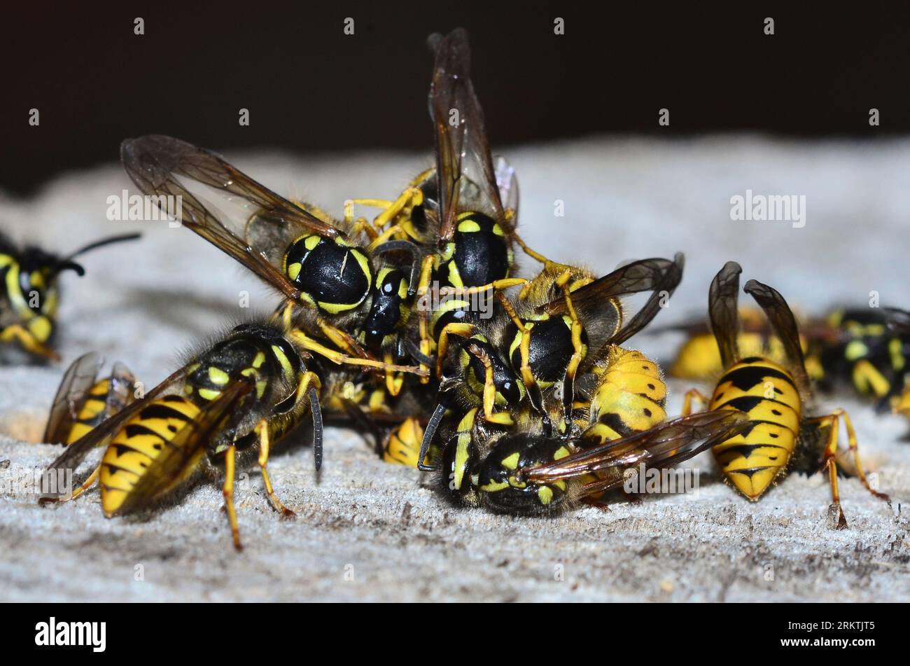 travailleur actif guêpes communes vespula vulgaris Banque D'Images